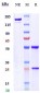 Anti-RTN4 / NOGO Reference Antibody (ozanezumab)
