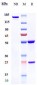 Anti-TNFSF4 / OX40L / CD252 Reference Antibody (oxelumab)