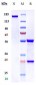 Anti-MUC16 Reference Antibody (oregovomab)