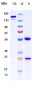 Anti-Integrin b1 / ITGB1 / CD29 Reference Antibody (OS2966)