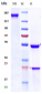 Anti-NOTCH3 Reference Antibody (tarextumab)