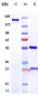 Anti-RSPO3 Reference Antibody (rosmantuzumab)
