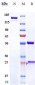 Anti-RSPO3 Reference Antibody (rosmantuzumab)