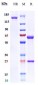 Anti-SpA Reference Antibody (Omodenbamab)