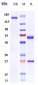 Anti-SpA Reference Antibody (Omodenbamab)