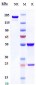 Anti-HGFR / c-Met Reference Antibody (onartuzumab)