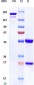 Anti-PVR / CD155 Reference Antibody (Ntx1088)