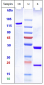 Anti-RSV Reference Antibody (​Nirsevimab）