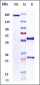 Anti-IL-1RAP / IL-1R3 Reference Antibody (Nadunolimab)
