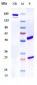 Anti-GFRAL Reference Antibody (NGM120)
