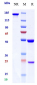 Anti-ERBB2 / HER2 / CD340 Reference Antibody (gancotamab)