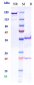 Anti-PCSK9 Reference Antibody (RG7652)