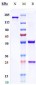 Anti-RSV-F Reference Antibody (motavizumab)