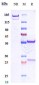 Anti-CD38 Reference Antibody (felzartamab)