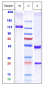 Anti-IgE Reference Antibody (omalizumab)