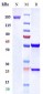 Anti-TrkA / NTRK1 Reference Antibody (GBR 900)