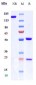 Anti-IL-13Ra1 / CD213a1 Reference Antibody (MK-6105)
