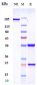 Anti-NGF / bNGF Reference Antibody (MEDI-578)