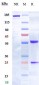 Anti-EphA2 Reference Antibody (MEDI-547)