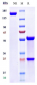 Anti-ANGPT2 Reference Antibody (MEDI3617)