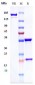 Anti-DCBLD2 / ESDN Reference Antibody (FA19-1)