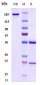 Anti-B7-H1 / PD-L1 / CD274 Reference Antibody (MDX-1105)