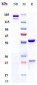 Anti-Lewis Y Reference Antibody (MB 311)