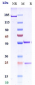 Anti-LAG3 / CD223 Reference Antibody (favezelimab)