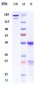 Anti-B7-H1 / PD-L1 / CD274 Reference Antibody (manelimab)