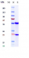 Anti-TNFSF2 / TNFa Reference Antibody (Afelimomab)
