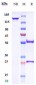 Anti-Amyloid Beta Reference Antibody (crenezumab)