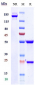 Anti-IL-15 Reference Antibody (ordesekimab)