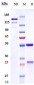 Anti-SARS-CoV-2 Reference Antibody (Bebtelovimab)