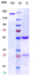 Anti-IL-33 Reference Antibody (torudokimab)