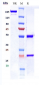 Anti-B7-H1 / PD-L1 / CD274 Reference Antibody (lodapolimab)