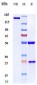 Anti-GDF8 / Myostatin Reference Antibody (landogrozumab)