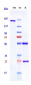 Anti-Amyloid Beta Reference Antibody (solanezumab)