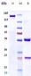 Anti-FGFR3 / CD333 Reference Antibody (LY3076226)