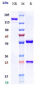 Anti-IL-23 Reference Antibody (mirikizumab)