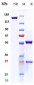 Anti-TNFSF13B / BAFF / CD257 Reference Antibody (tabalumab)