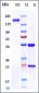 Anti-TNFRSF5 / CD40 Reference Antibody (lucatumumab)