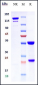 Anti-IL-12 (IL-12a & IL-12b) Reference Antibody (briakinumab)