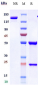 Anti-IL-17Ra / CD217 Reference Antibody (brodalumab)