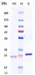 Anti-TNFSF2 / TNFa Reference Antibody (licaminlimab)