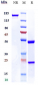 Anti-S100A4 Reference Antibody (LK-1)