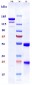 Anti-Complement C5 Reference Antibody (tesidolumab)