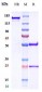 Anti-CD20 Reference Antibody (ublituximab)