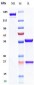 Anti-IL-2Ra / CD25 Reference Antibody (Inolimomab)