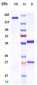 Anti-CD11 Reference Antibody (Rovelizumab)