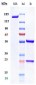 Anti-CD47 Reference Antibody (letaplimab)